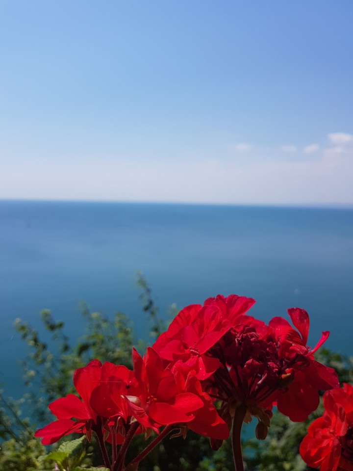 red flower under the sun