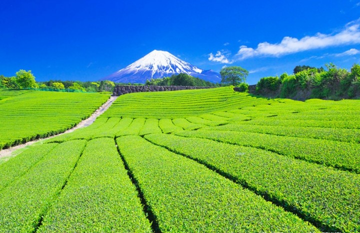 tea fields & Mt Fuji
