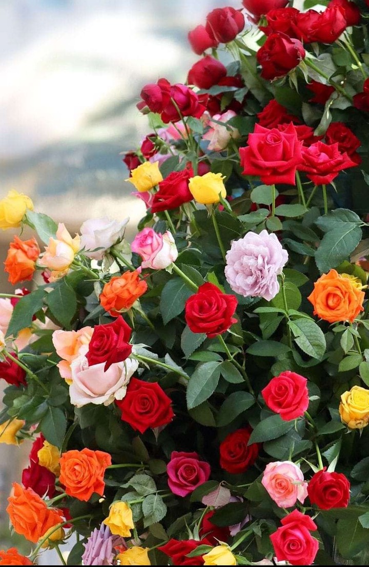 roses
