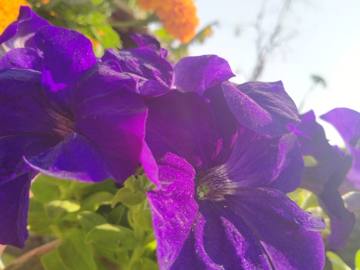 flower