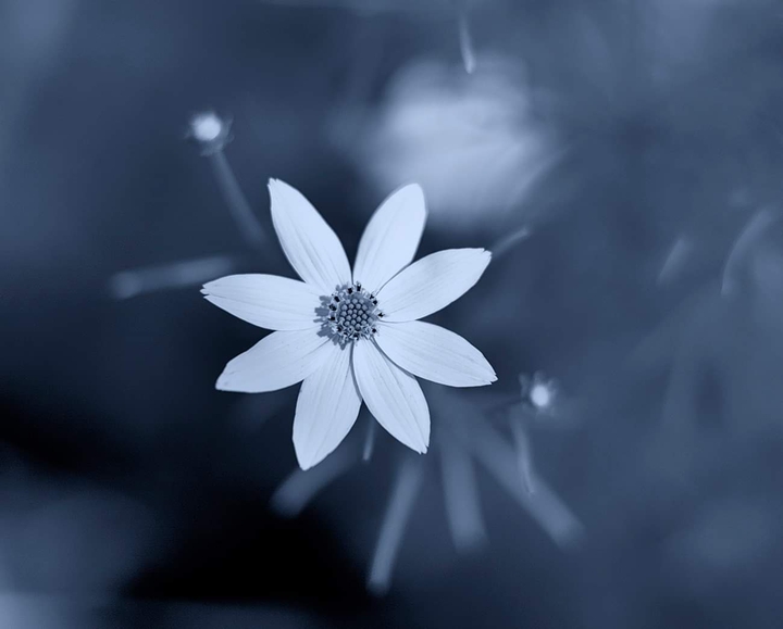 Simple flower