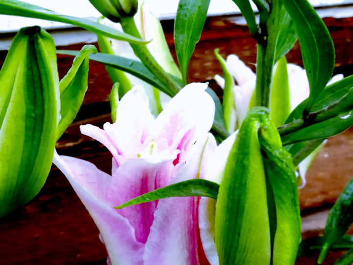 lily