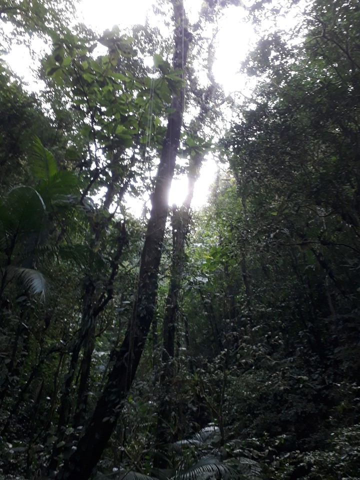 Mata Atlantica de Guaraqueçaba