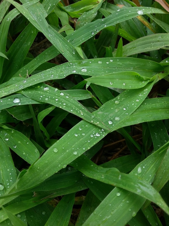 grass