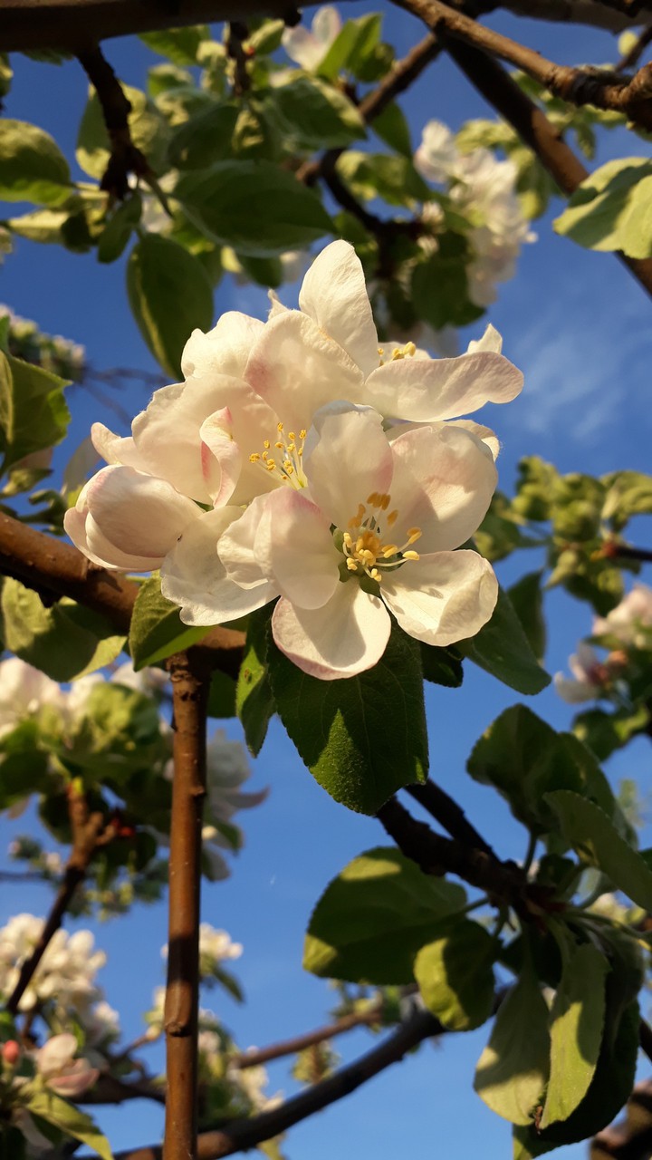 Apple tree