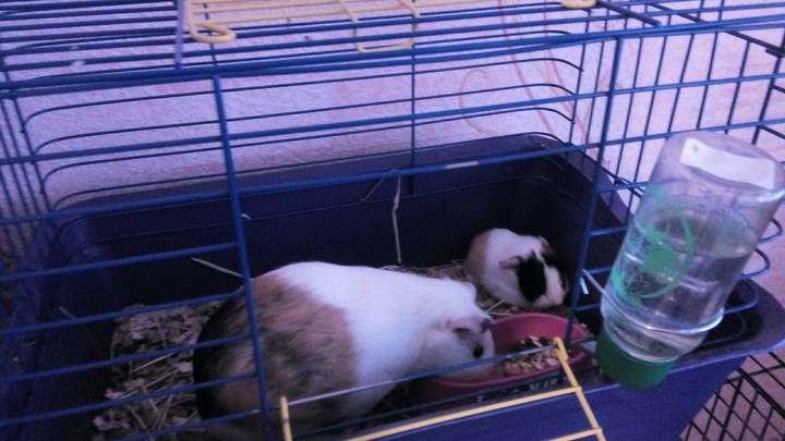 pig