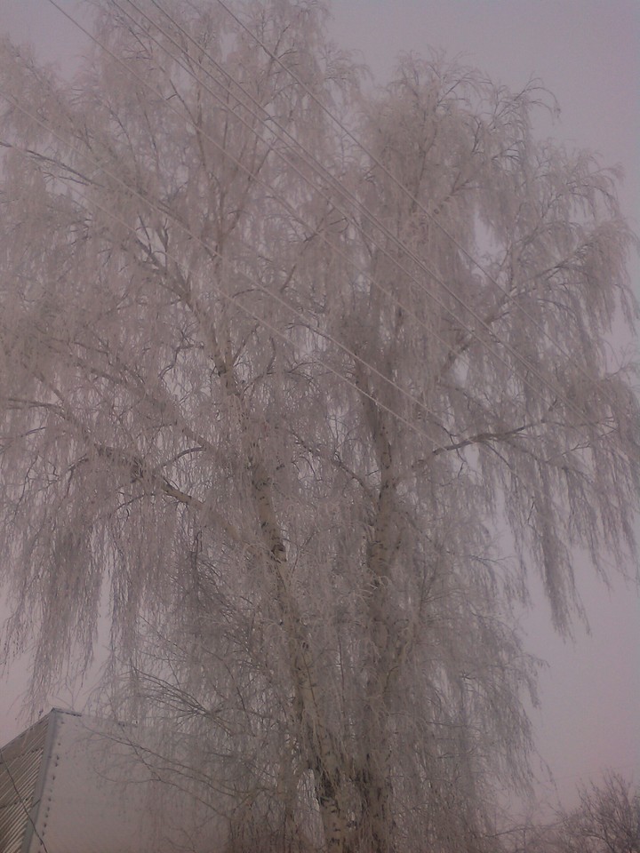 в тумане