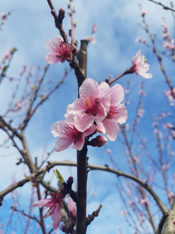 Spring time
