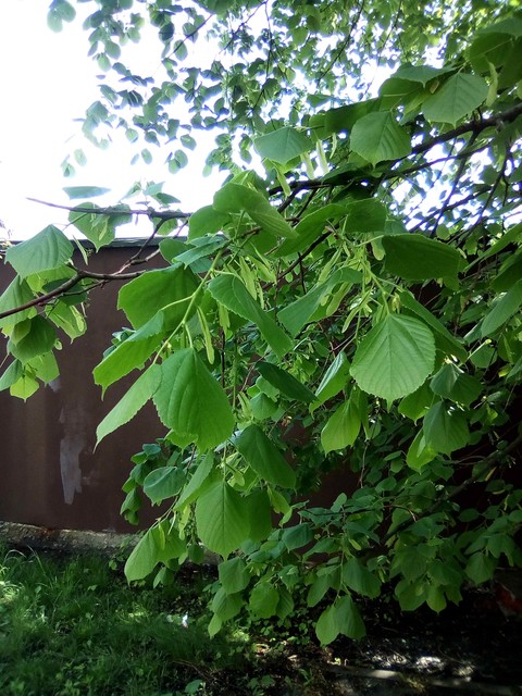 plant, leaf Hintergrundbilder