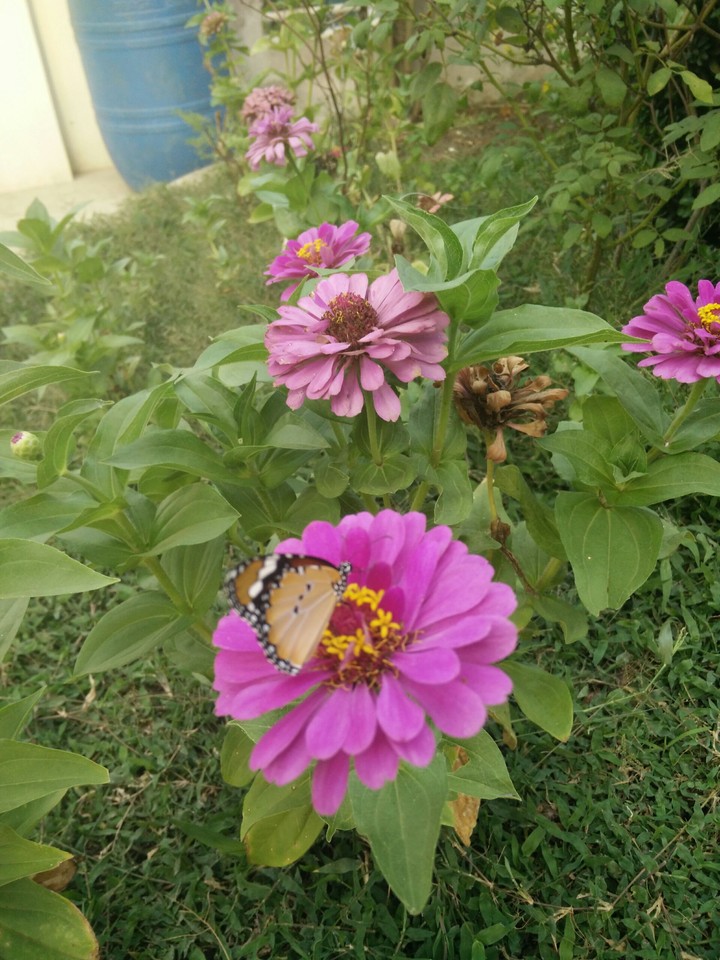 butterfly