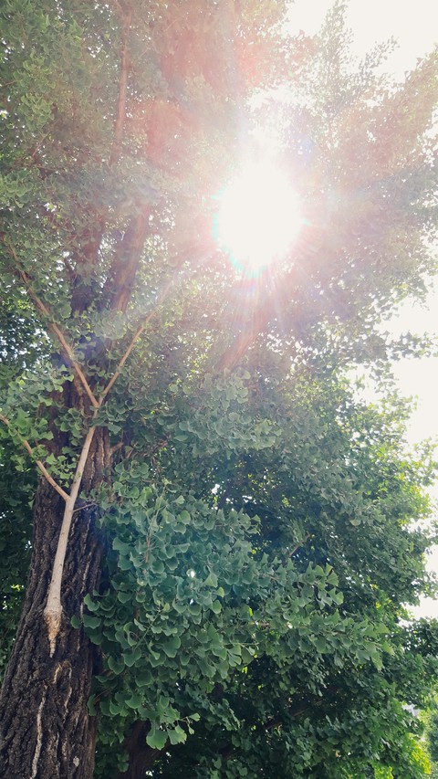 light