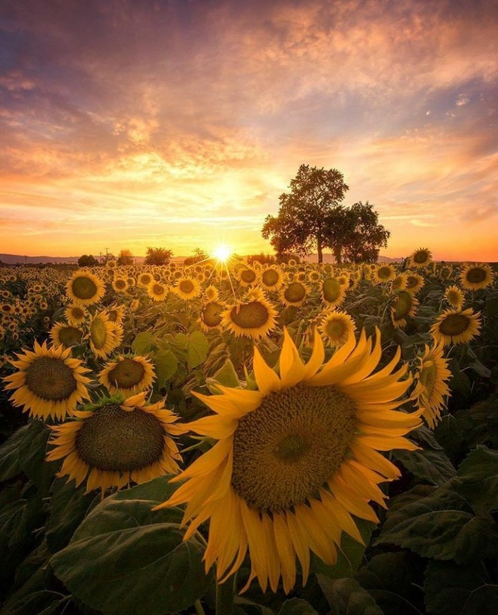 natureza