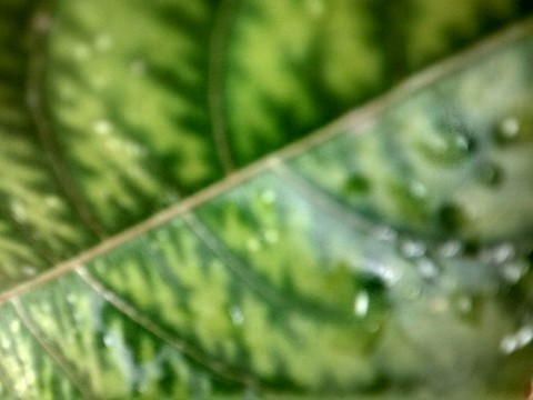 foliage