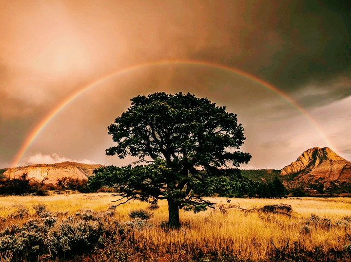 Zion Rainbow
