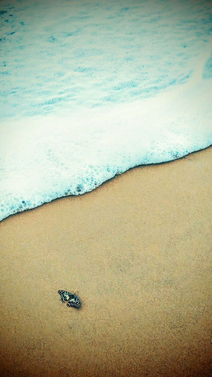 butterfly on the waves