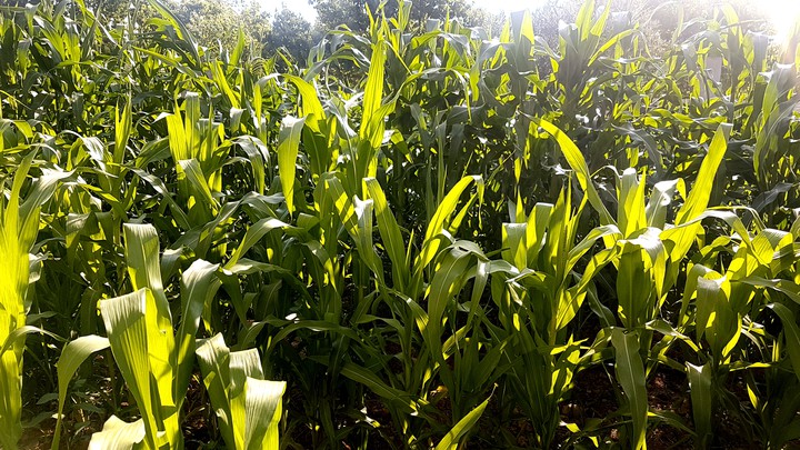 sweet corn plants