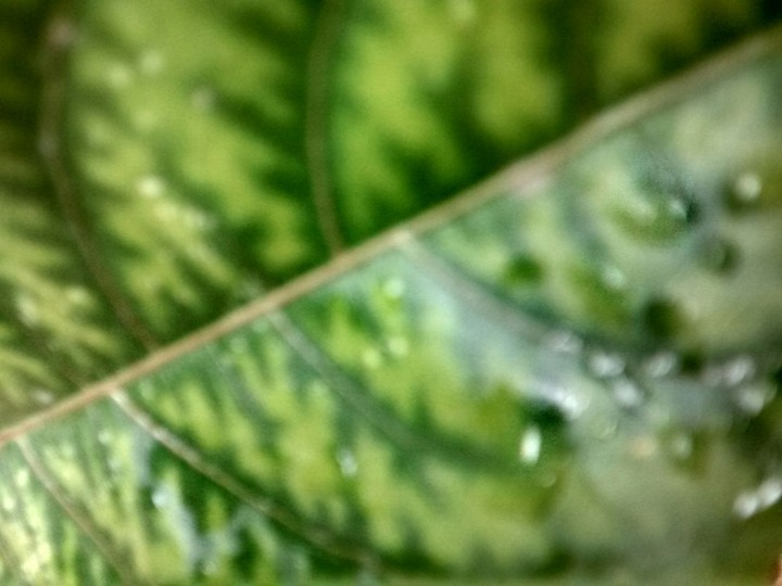 foliage