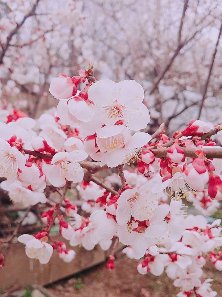 봄이 왔어요~~