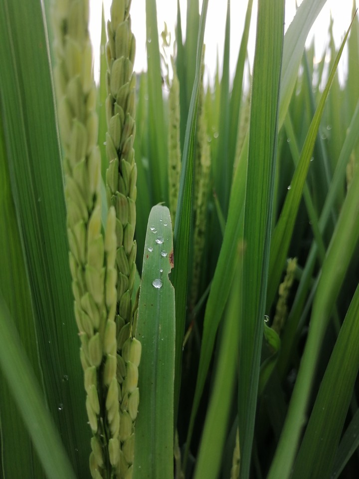 rise plant