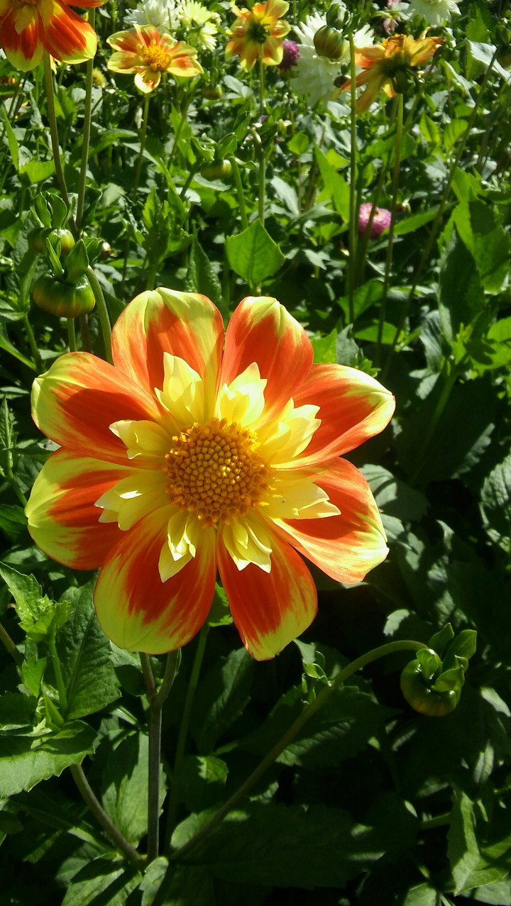 flower