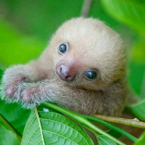 cute