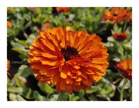 flower