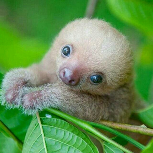 cute