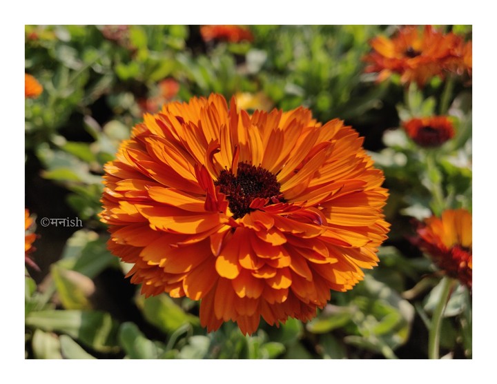 flower