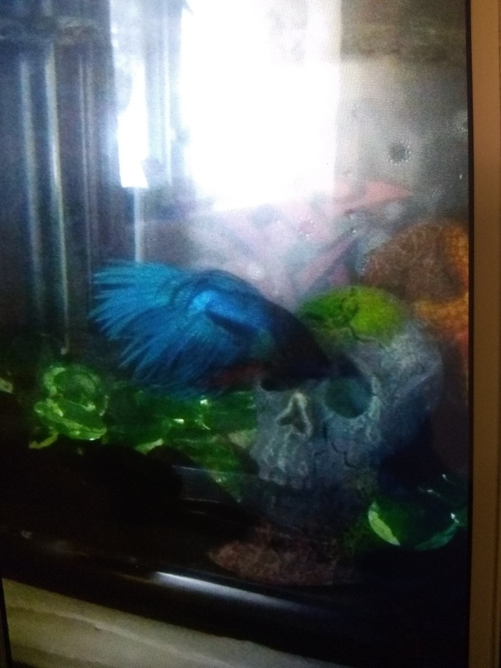 Fish