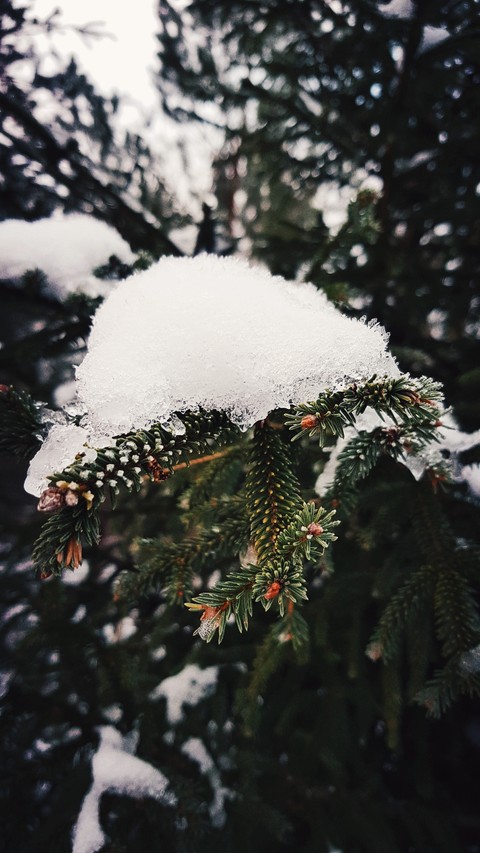 branch, freezing桌布