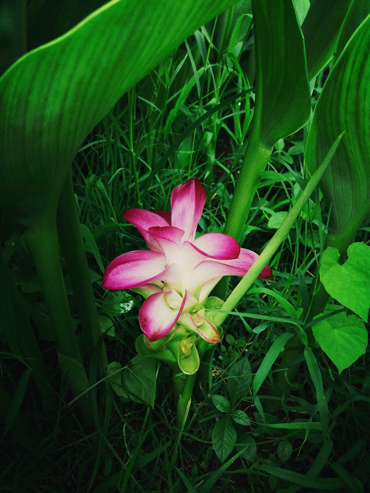 pink