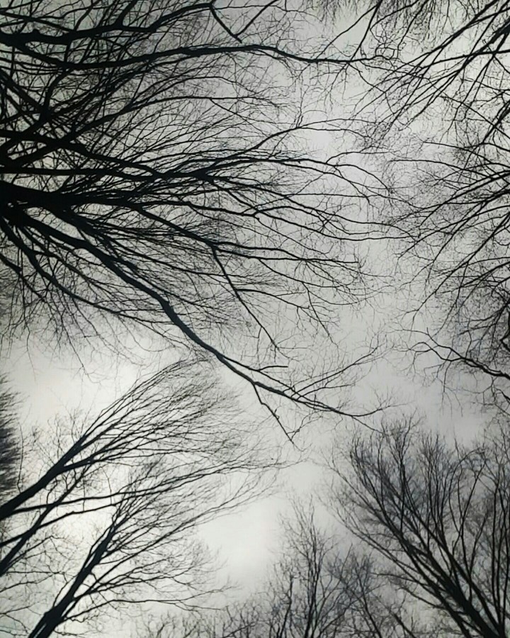 branches tree nature