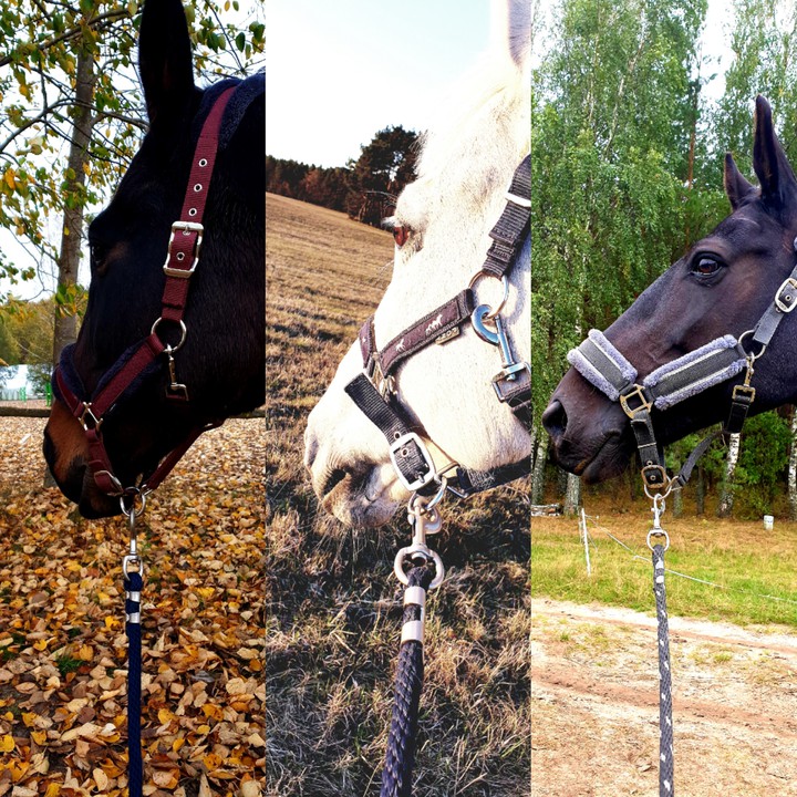 #horse