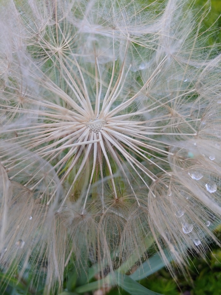 large seeds