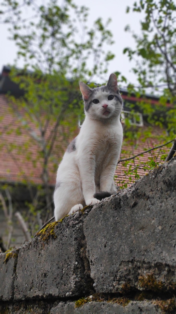 koki