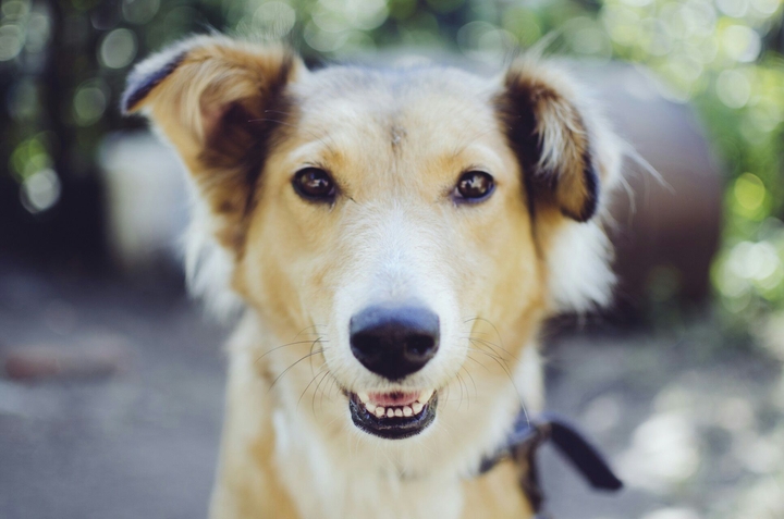 beautiful dog