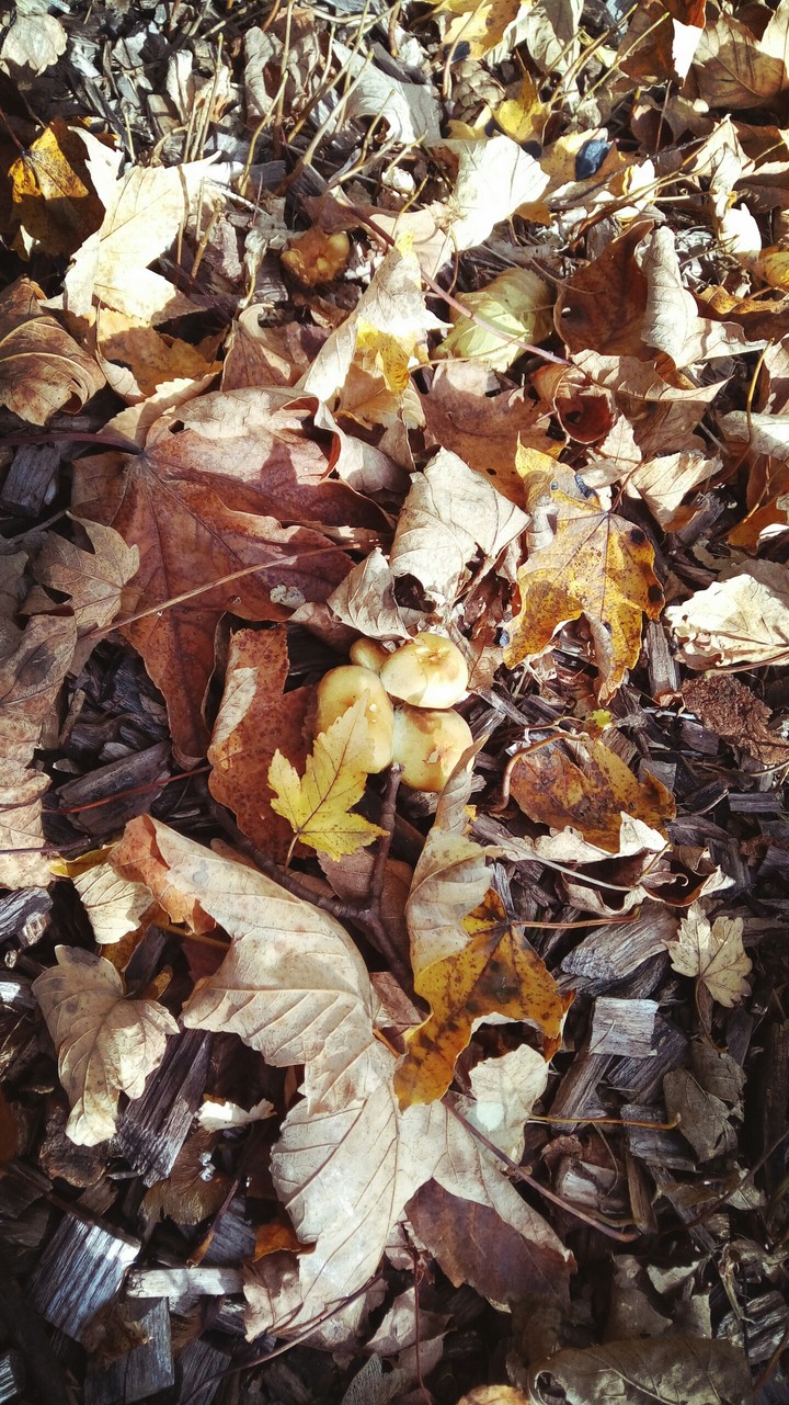 Herbst Blatt und 