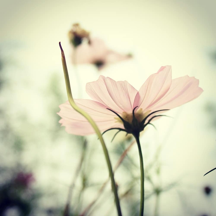 flower love