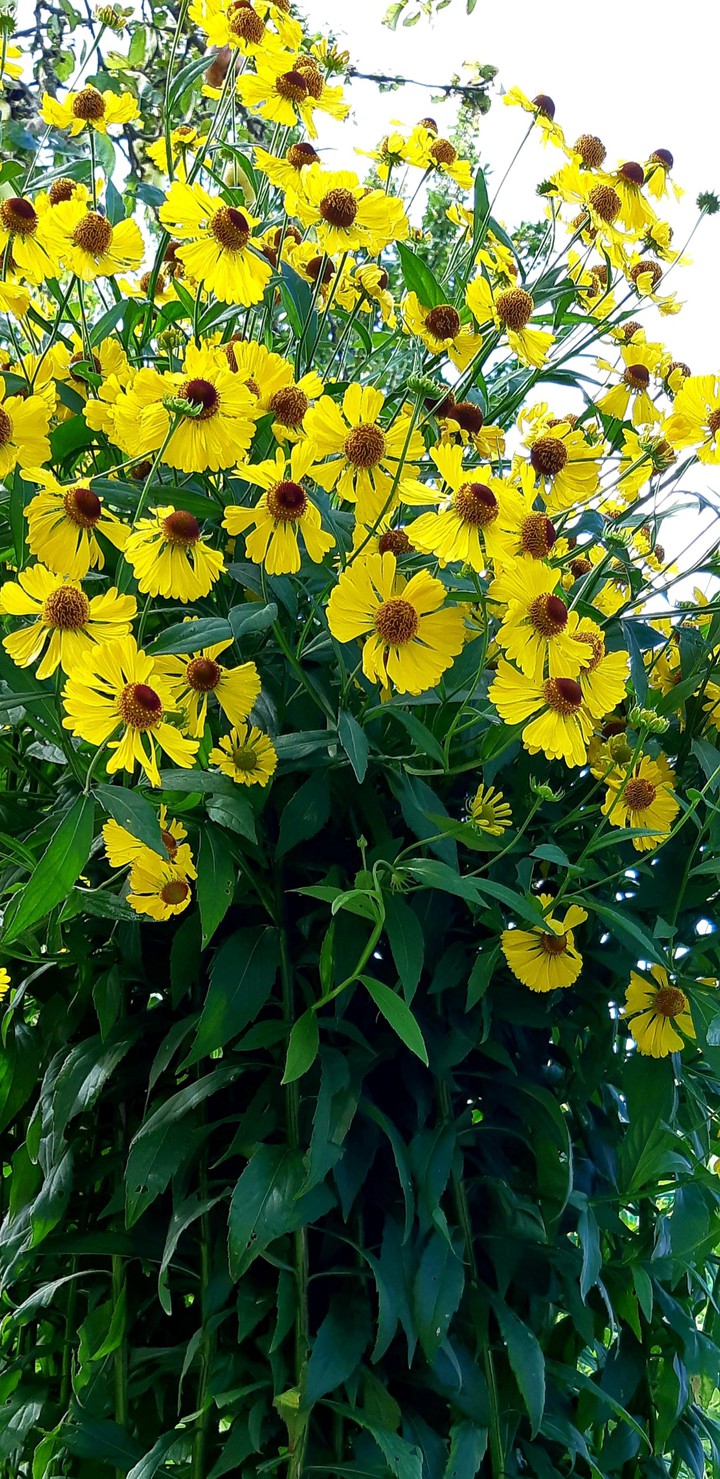 yellow.....
