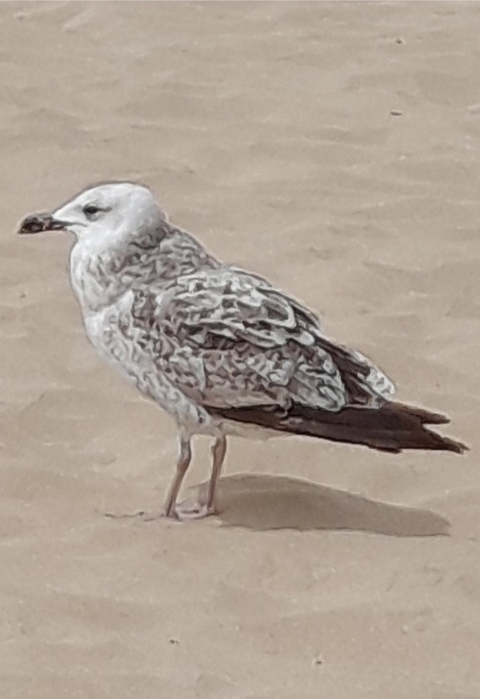 sfondi feather, seabird