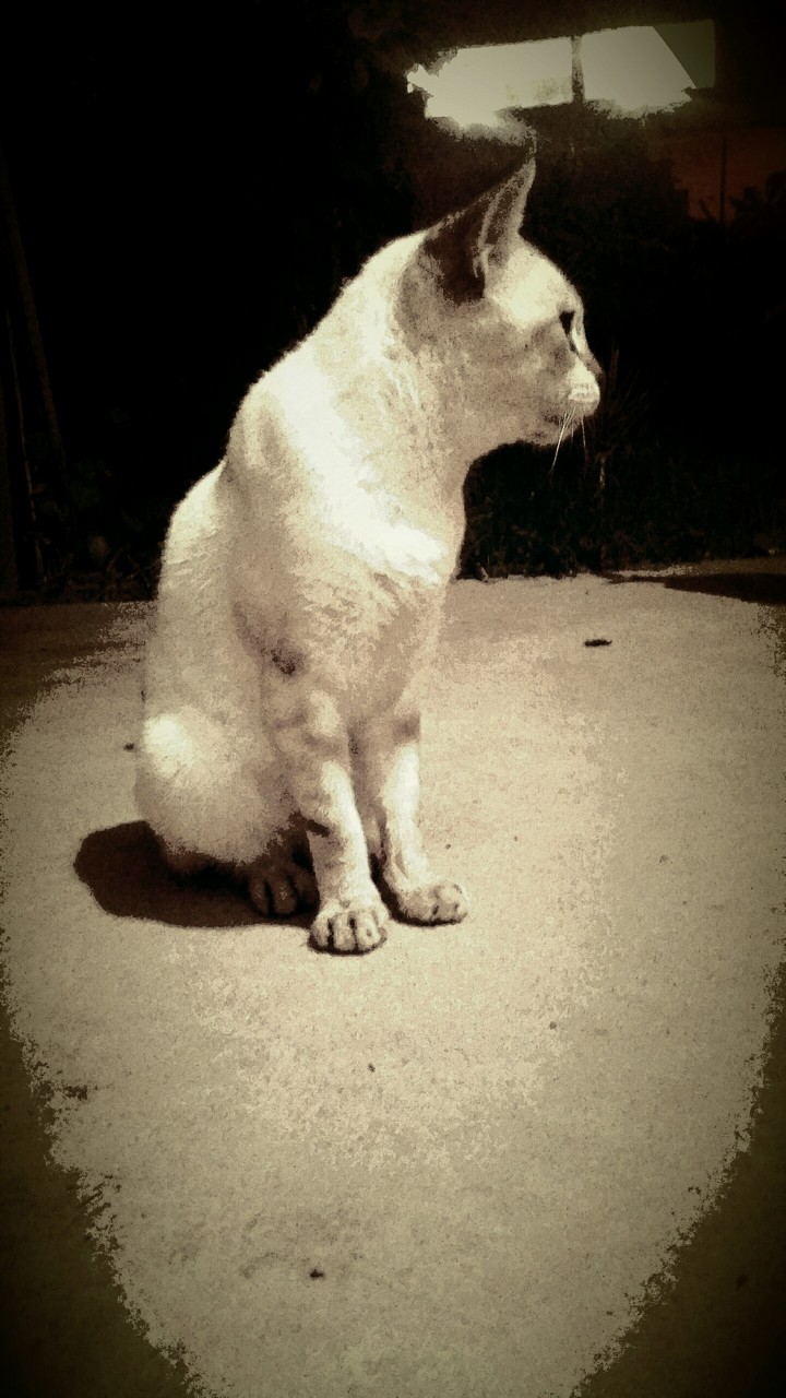 cat