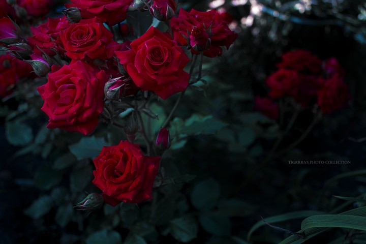 roses