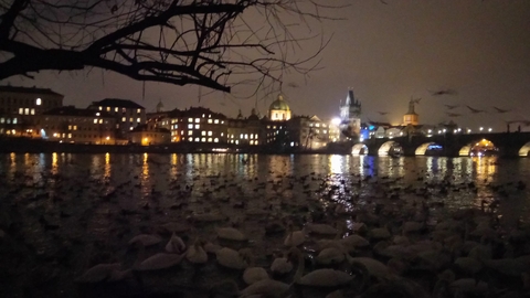 swans