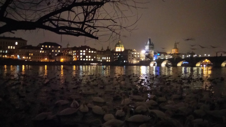 swans