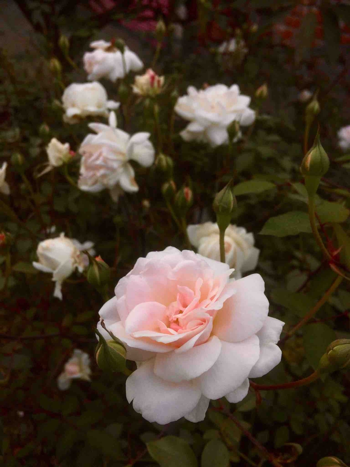 #rose