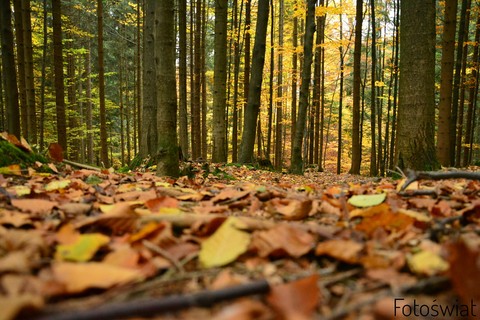 Autumn forest