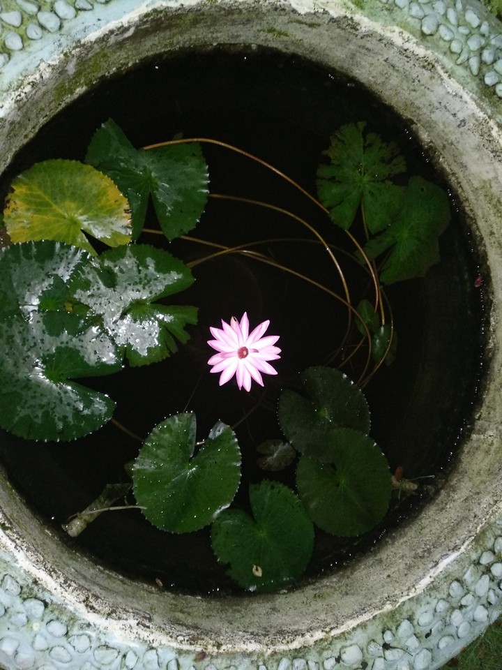 Water Lily