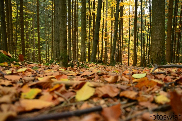 Autumn forest