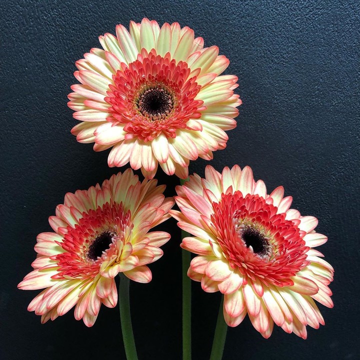 gerbera daisy