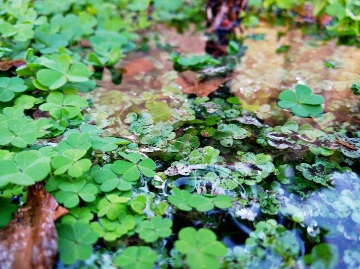 Water in the grass 3
